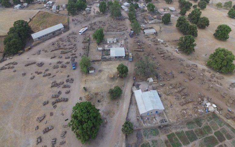 La razzia des forêts sénégalaises par la Chine
