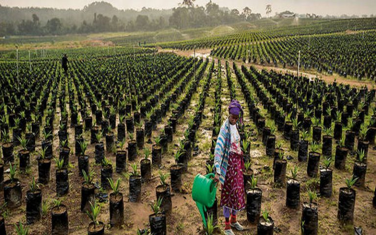 Le salut de l’Afrique est-il dépendant de son agriculture ?