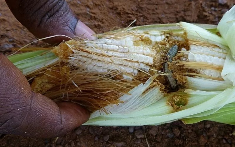 Les cultures togolaises de nouveau ravagées par les chenilles ravageuses