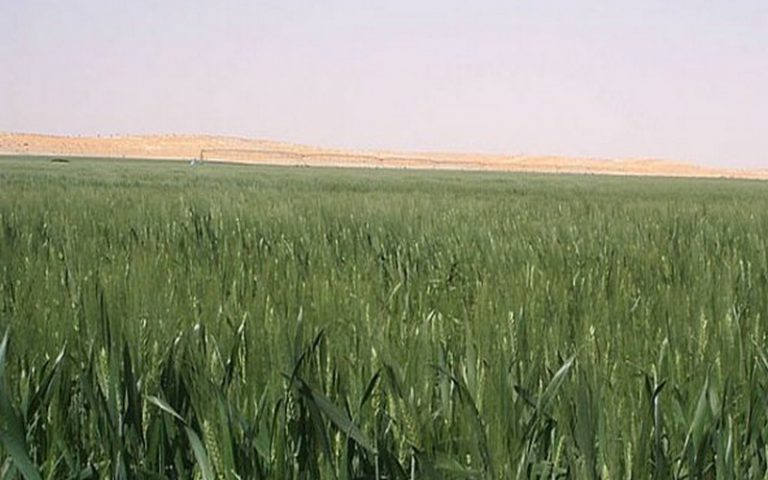 Quand le Green power envahi l’Algérie