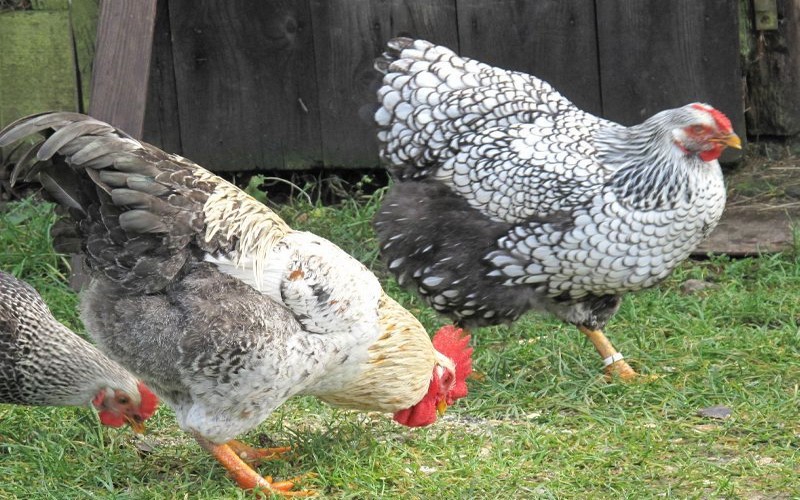 Pour stopper l’épidémie de grippe aviaire, l’Afrique du Sud interdit la commercialisation de poules vivantes