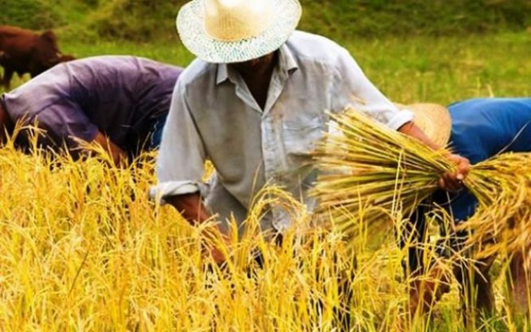 Madagascar a distribué 2 800 certificats fonciers en deux mois