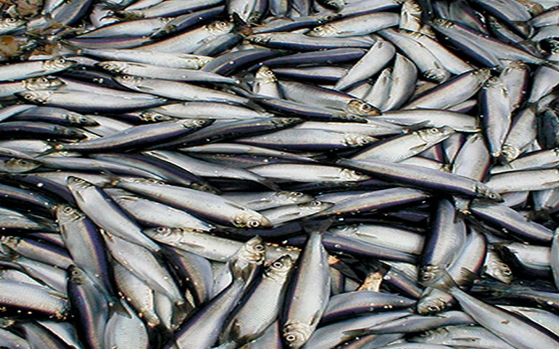 Le Sénégal normalise sa politique de pêche afin d’assurer une gestion durable des ressources marines