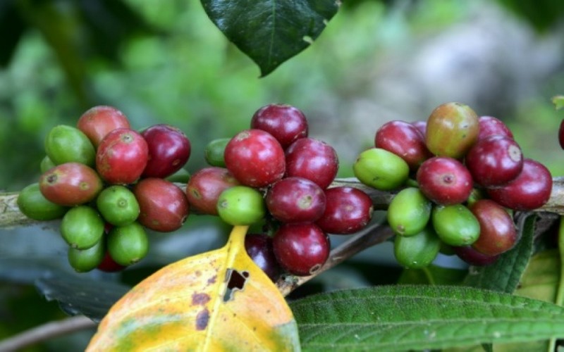 La production mondiale de café impactée par les changements climatiques