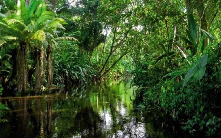 RDC : L’inventaire forestier national : le gouvernement s’y met !