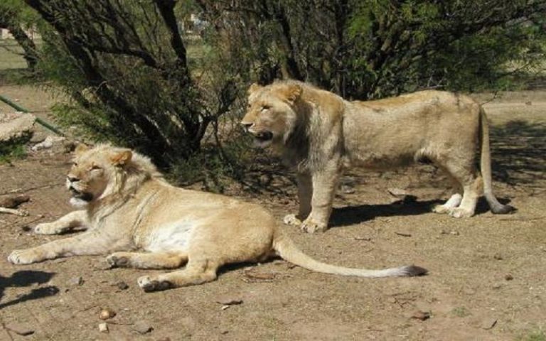 Quatre lions se sont échappés du parc sud-africain de Kruger