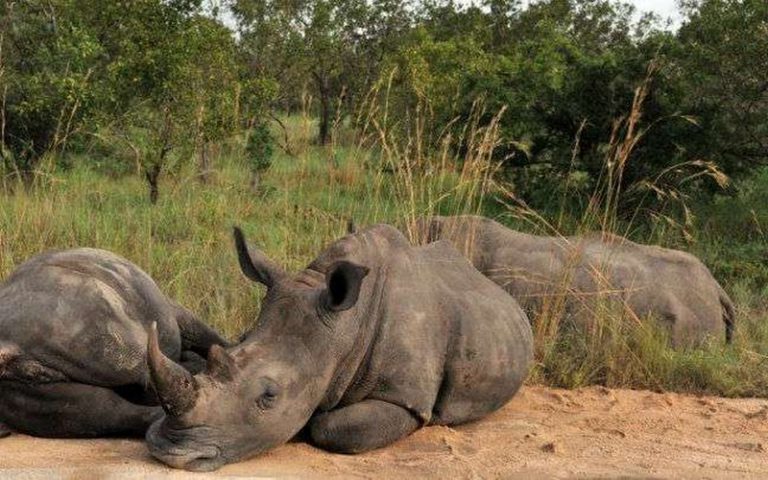 La Banque mondiale pourrait solliciter les investisseurs en vue de sauver les rhinocéros
