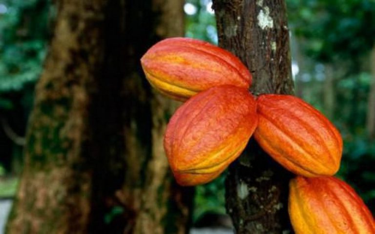 Le Nigéria, marché noir du cacao camerounais