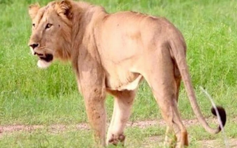 La réserve naturelle du complexe Wap inscrite patrimoine mondial de l’Unesco