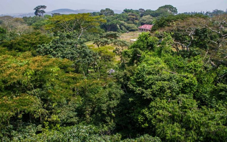 Selon une étude, financer la forestation contribue à lutter contre le réchauffement climatique