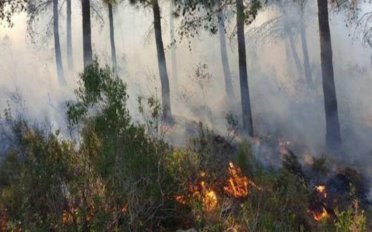 Environ 230 hectares de massifs forestiers ravagés par un incendie au Maroc