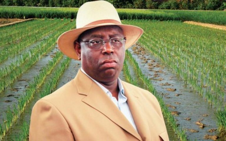 C’est officiel : le Sénégal ne sera pas autosuffisant en riz en 2017
