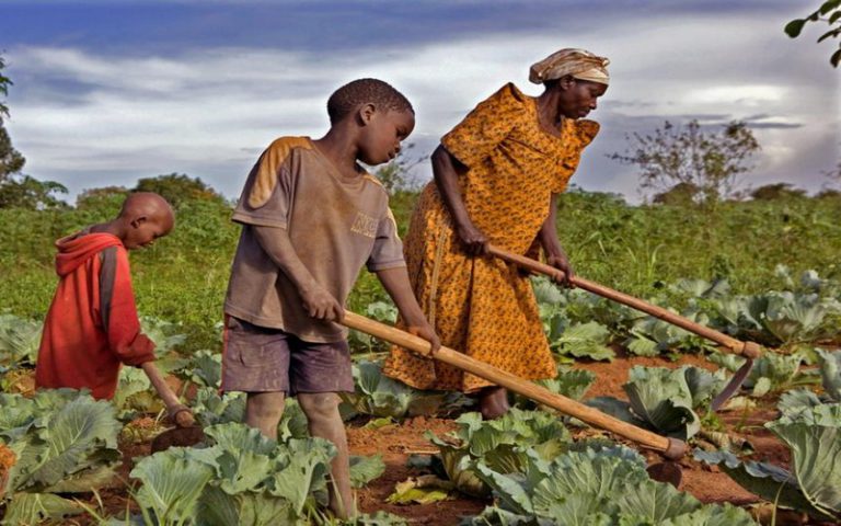Selon Moussa Seck, « les PME agricoles permettent d’éradiquer le chômage »