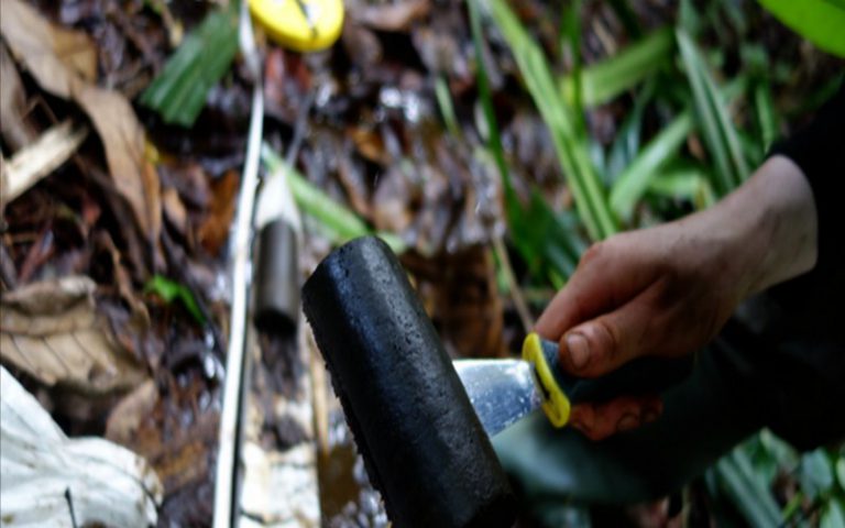 Des scientifiques mettent en cause le plan de « gestion durable » de l’AFD dans les forêts du Congo
