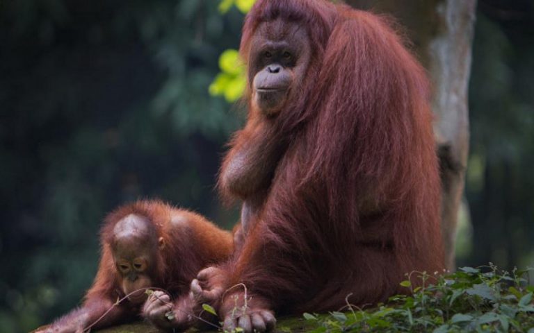 L&rsquo;huile de palme durable pourrait sauver les grands singes d&rsquo;Afrique centrale