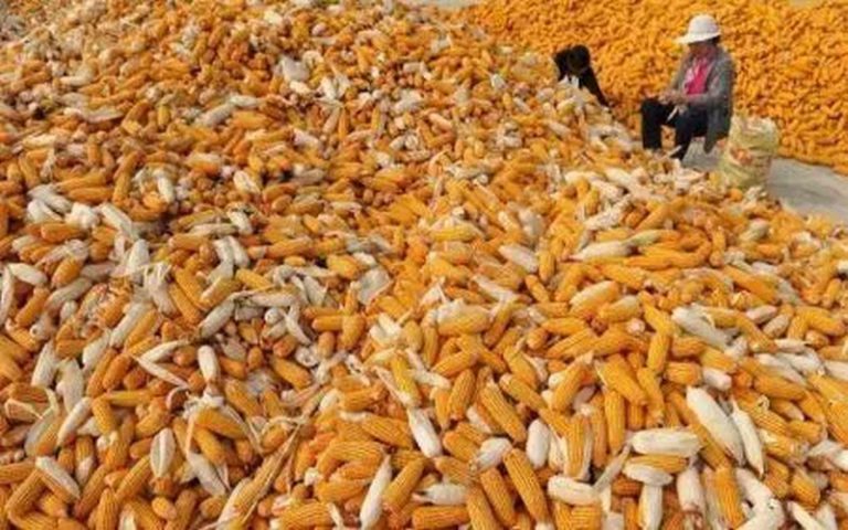 AGBIZ doute du statut du Zimbabwe de grenier agricole africain