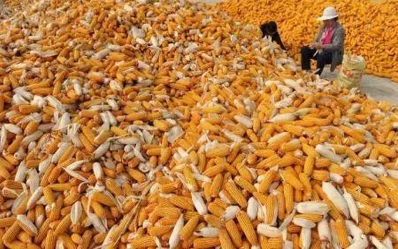 Hausse de 2,4% de la production de maïs en Afrique du Sud