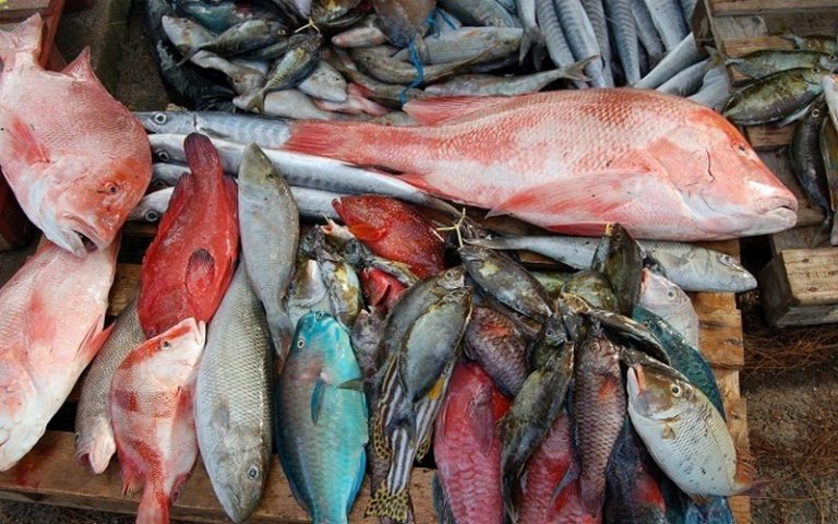 Pour une pêche responsable, les Seychelles se joignent aux puissances régionales