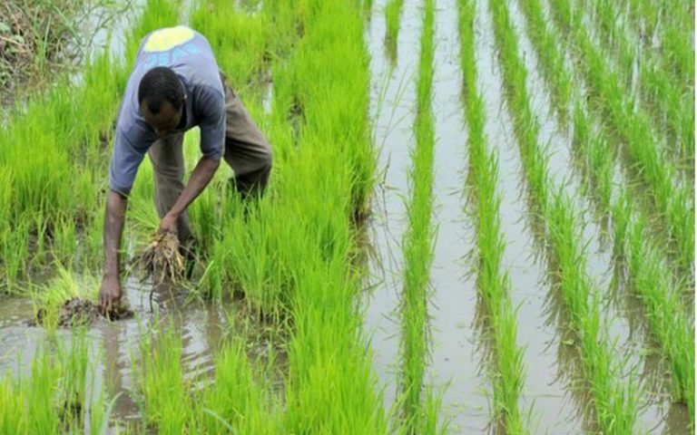 700 millions CFA du PASA pour la réalisation de quatre ouvrages agricoles au Sénégal