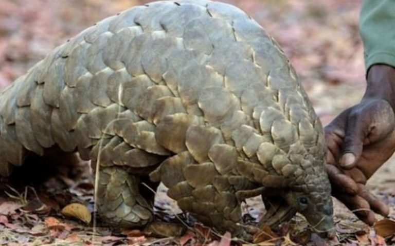 Les autorités ivoiriennes annoncent la saisie de trois tonnes d’écailles de pangolin