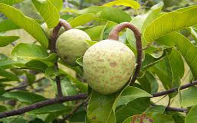 Sénégal : un colloque international sur les arbres fruitiers sauvages se déroule à Ziguinchor