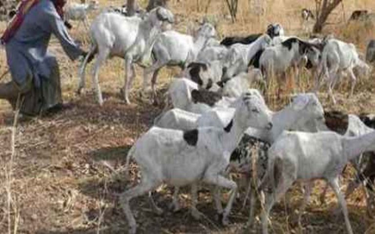 Sénégal-changement climatique : la Fao arme 21 facilitateurs
