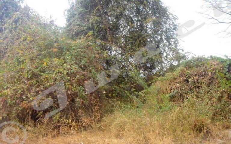 Bururi/Vyanda (Burundi) : environ 200 hectares de forêt partis en fumée