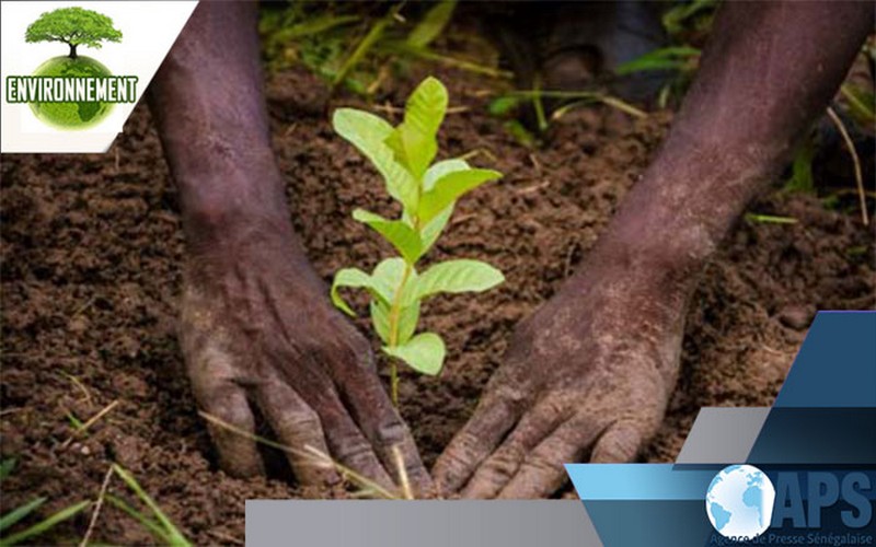 Le reboisement au cœur de la Journée nationale de l’arbre au Sénégal