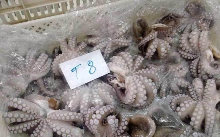 Au Sénégal, le poulpe est l’espèce halieutique la plus exportée