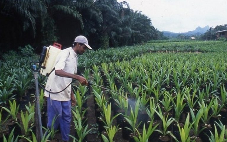 Mighty accuse Olam de déforestation au Gabon