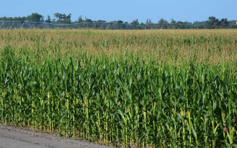 Révolution verte en Afrique : voici les enjeux de ce forum à Abidjan