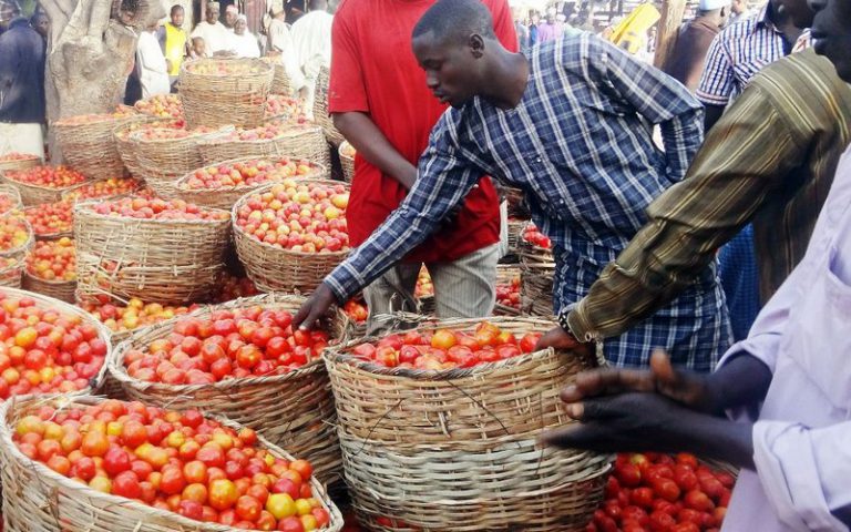 Grâce à la tomate, la ville nigériane de Kano se voit déjà en « Dubaï du Sahel »