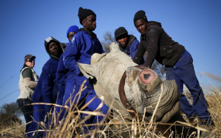 Vente aux enchères de cornes de rhinocéros en Afrique du Sud