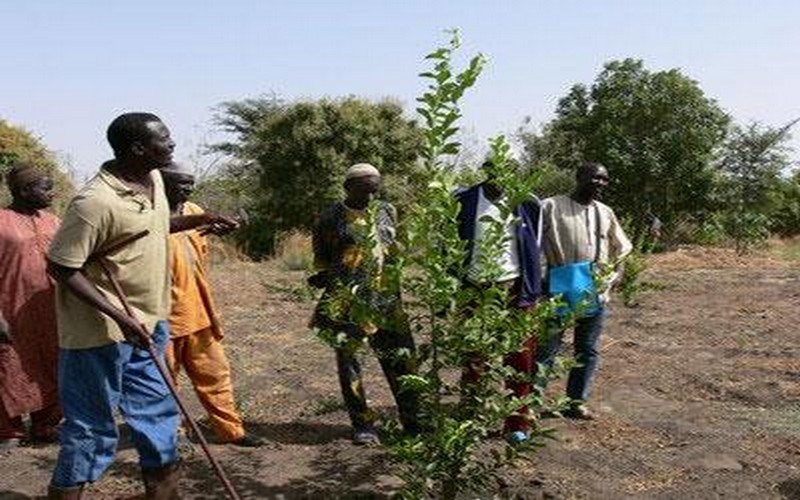 12ème édition de la Journée intercommunautaire de l’arbre au Sénégal : bilan des 19 aires protégées