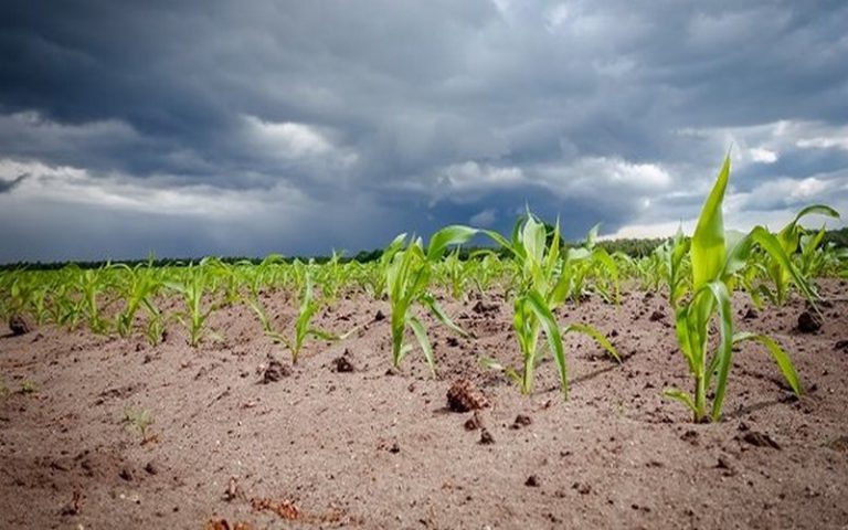 Voici le nouveau le chéquier pour l’agriculture dans la CEDEAO, selon la Banque mondiale