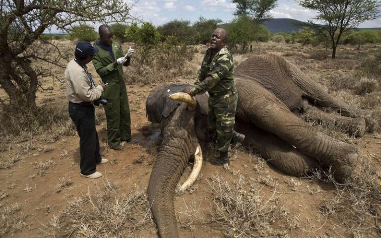 Braconnage et trafics mettent en danger les espèces protégées