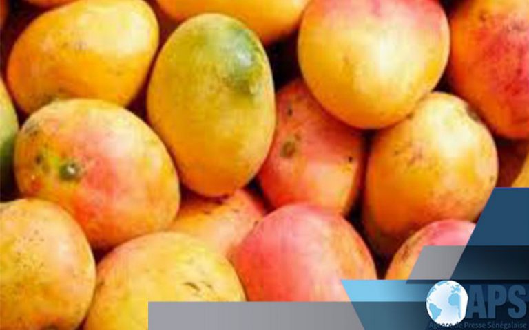 Ziguinchor (Sénégal) promeut la filière mangue à l’aide d’une bande dessinée