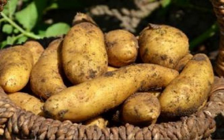 Un projet de 120 millions $ pour booster la filière pomme de terrer au Rwanda