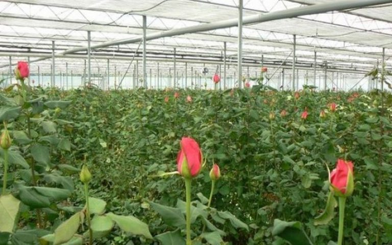 L’Ethiopie affecte 3 mille hectares de terres agricoles à la floriculture