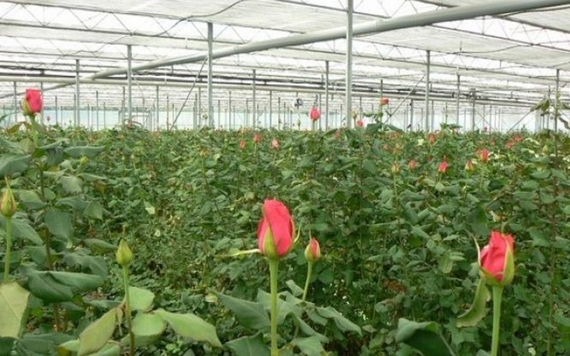 L’Ethiopie affecte 3 mille hectares de terres agricoles à la floriculture