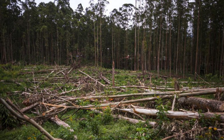 Le marché informel, nouvelle menace de la forêt en RDC