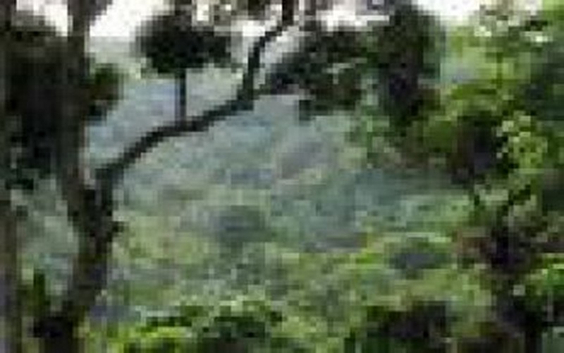 Menace sur les forêts du Bassin du Congo : l’AFD sur le banc des accusés