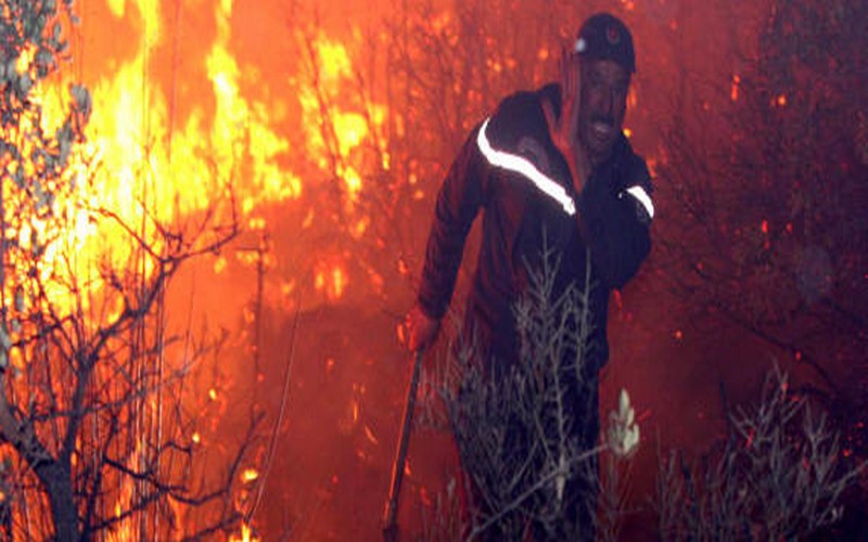 L’Algérie perd 32 000 hectares de forêts