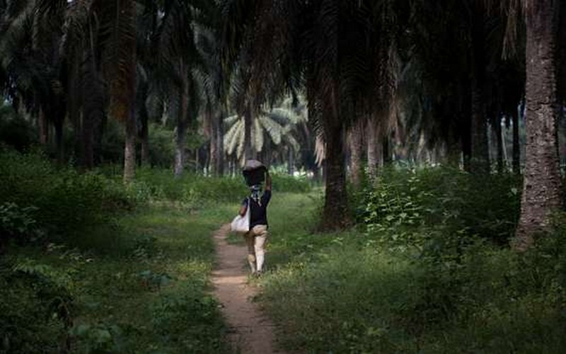 Les plantations d’huile de palme de Bolloré au Cameroun créent un dialogue de sourds