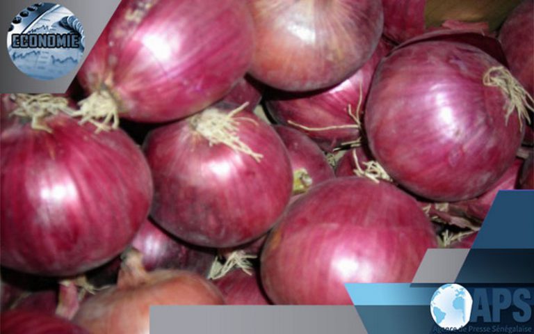 Sénégal : les producteurs d’oignon en mesure d’approvisionner le marché