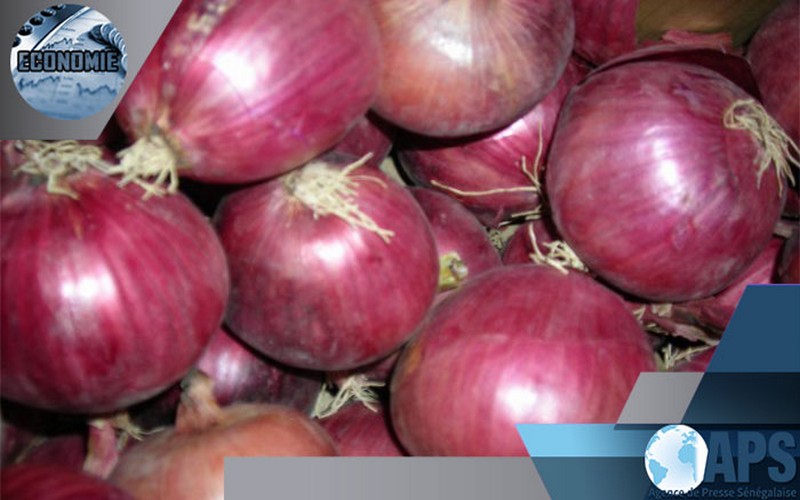 Sénégal : les producteurs d’oignon en mesure d’approvisionner le marché