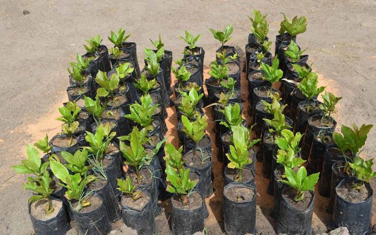 Sénégal-protection de l’environnement : 8.500 jeunes pousses plantées au Centre d’entraînement tactique N°7 de Thiès