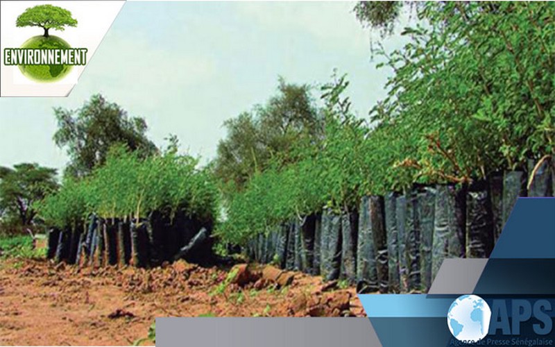 Selon Mamadou Goudiaby, Ziguinchor (Sénégal) vise 510 000 pépinières et 400 ha de mangroves avant fin 2017