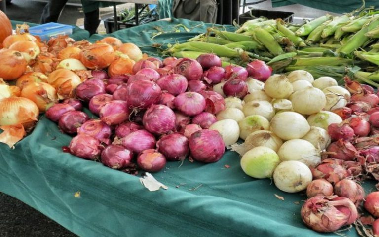 Sénégal : Linguère frappée par une « baisse drastique » de ses stocks de pomme de terre et d’oignon