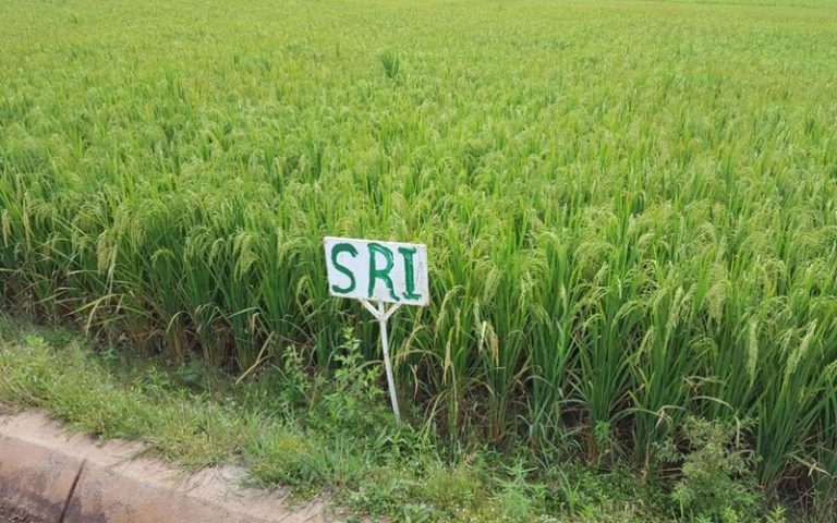 Quand le Burkina Faso fait recours au système de riziculture intensive pour booster sa production